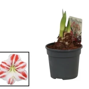 Hippeastrum Flaming Striped, cu floarea bicolora