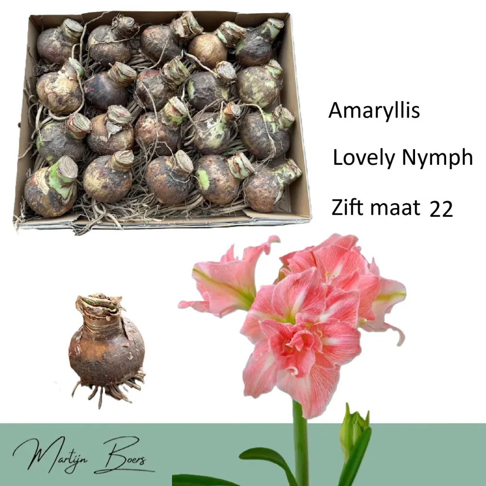 Hippeastrum ‘Lovely Nymph’ – bulbi premium, flori mari duble roz-coral