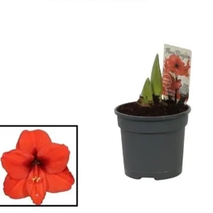 Hippeastrum portocaliu Tropical Orange