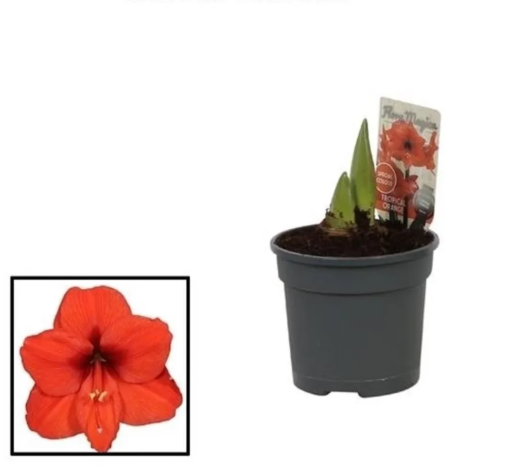 Hippeastrum portocaliu Tropical Orange