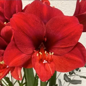Hippeastrum Red – bulbi de amarilis cu flori rosii