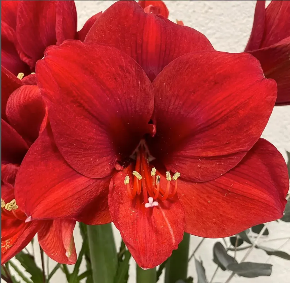 Hippeastrum Red – bulbi de amarilis cu flori rosii