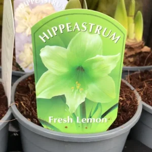 Hippeastrum verde Fresh Lemon