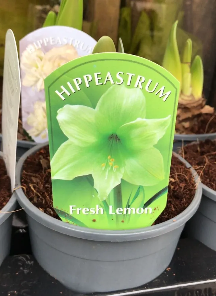Hippeastrum verde Fresh Lemon