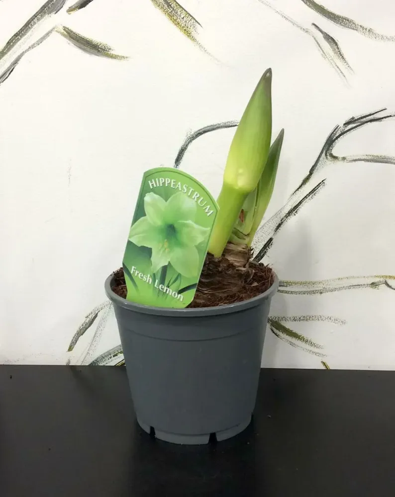 Hippeastrum verde Fresh Lemon