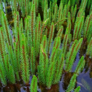 Hippuris vulgaris