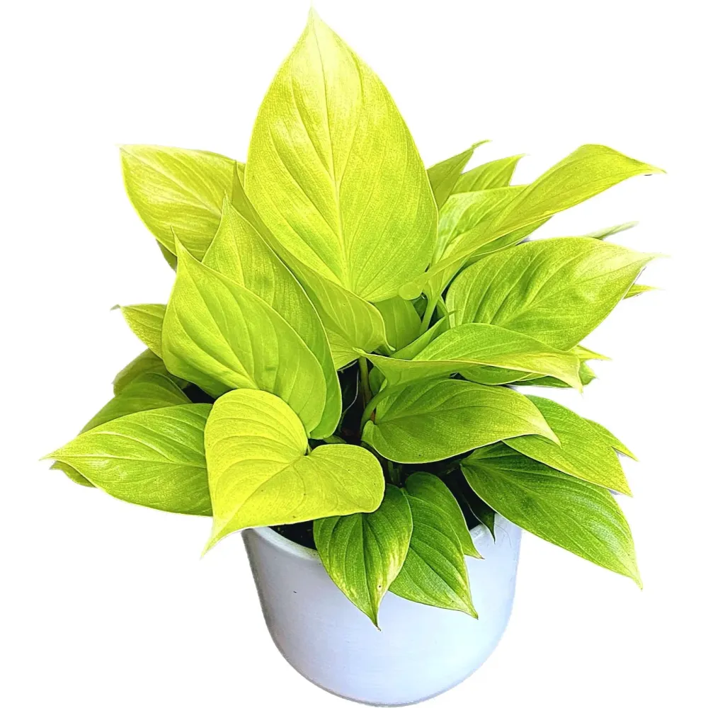 Homalomena rubescens 'Lemon Lime' (Queen hearts) D14