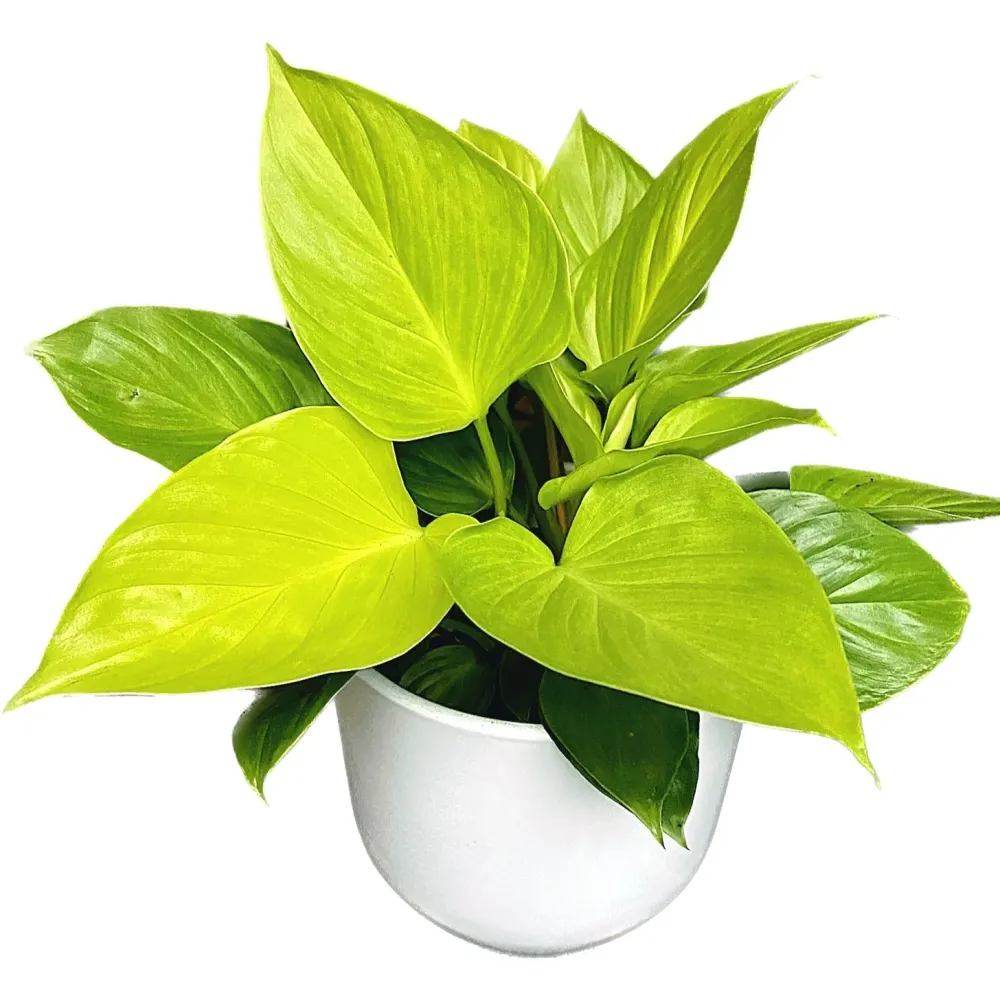 Homalomena rubescens 'Lemon Lime' (Queen hearts) D14