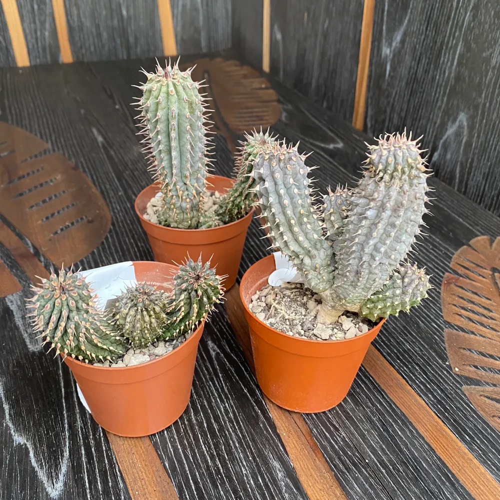 Hoodia Gordonii