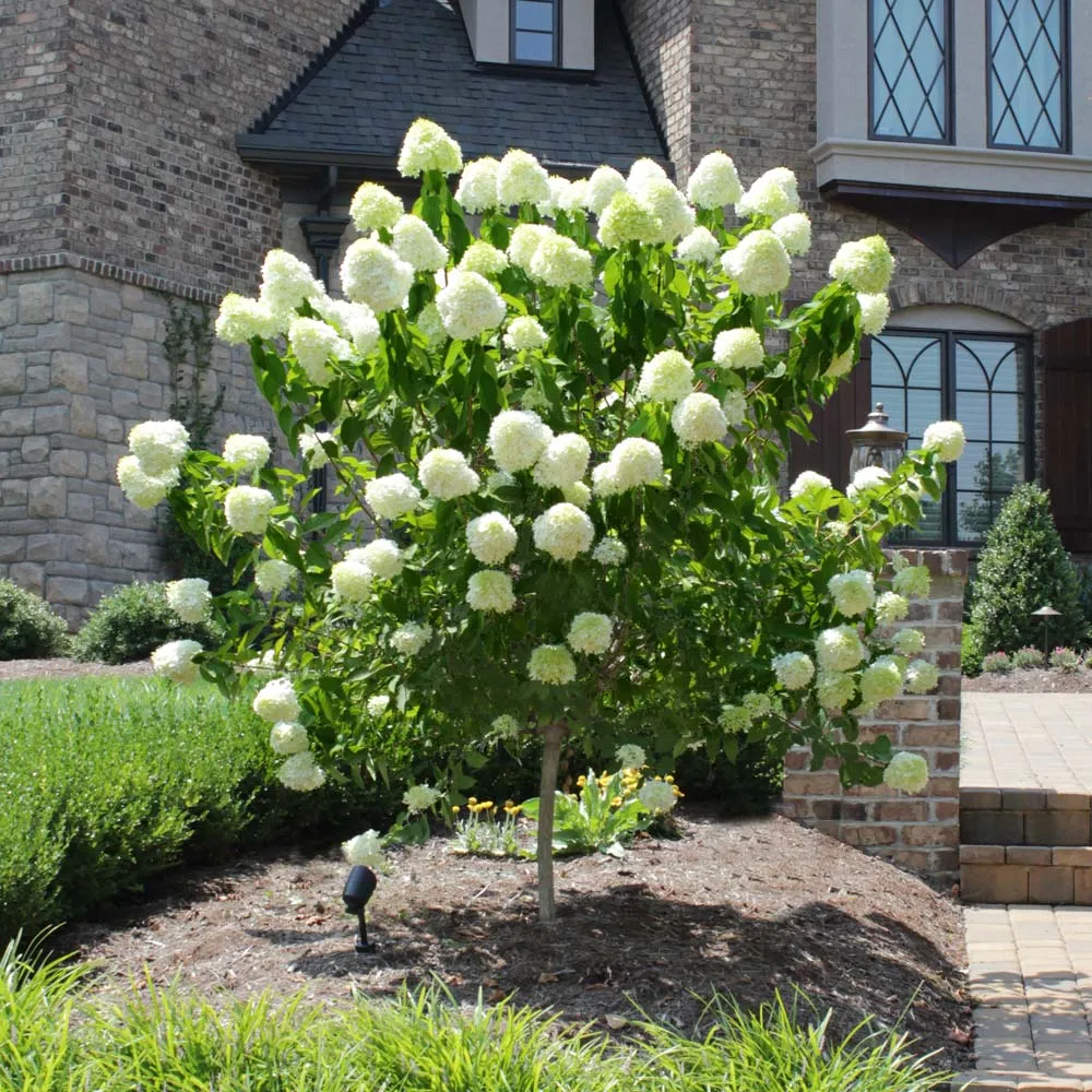 Hortensie arborescens Annabelle – alba – tip copac