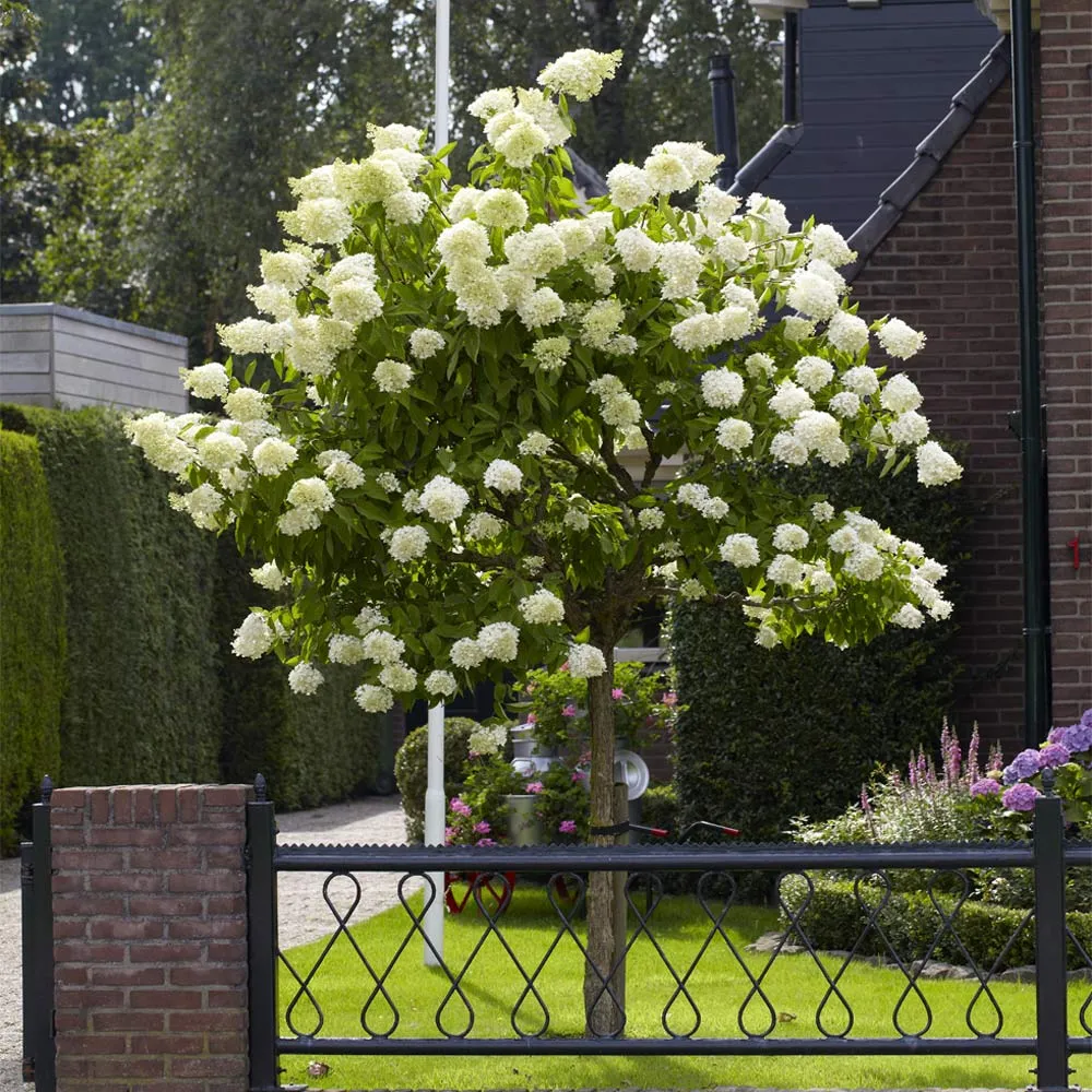 Hortensie arborescens Annabelle – alba – tip copac