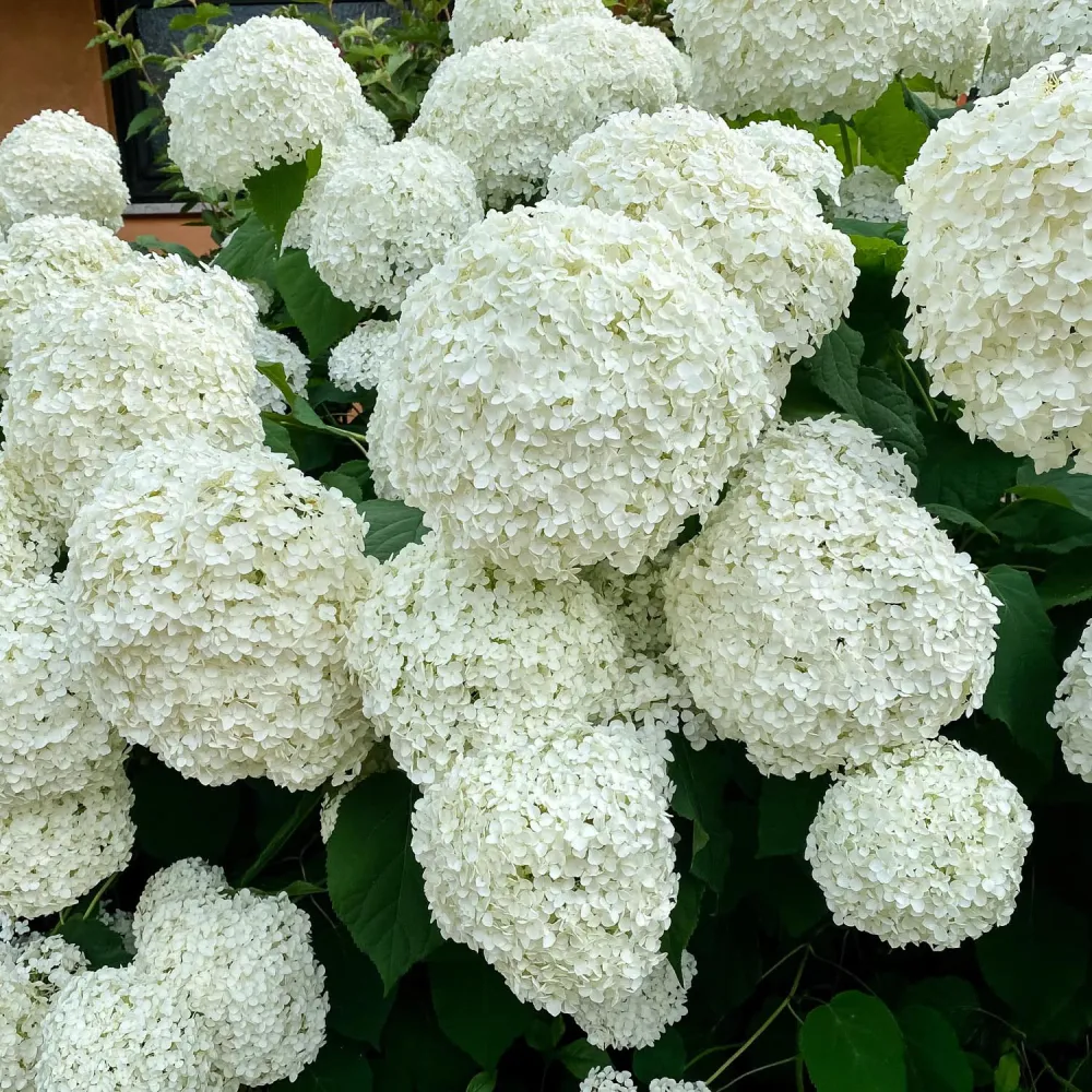 Hortensie arborescens Annabelle – alba – tip copac