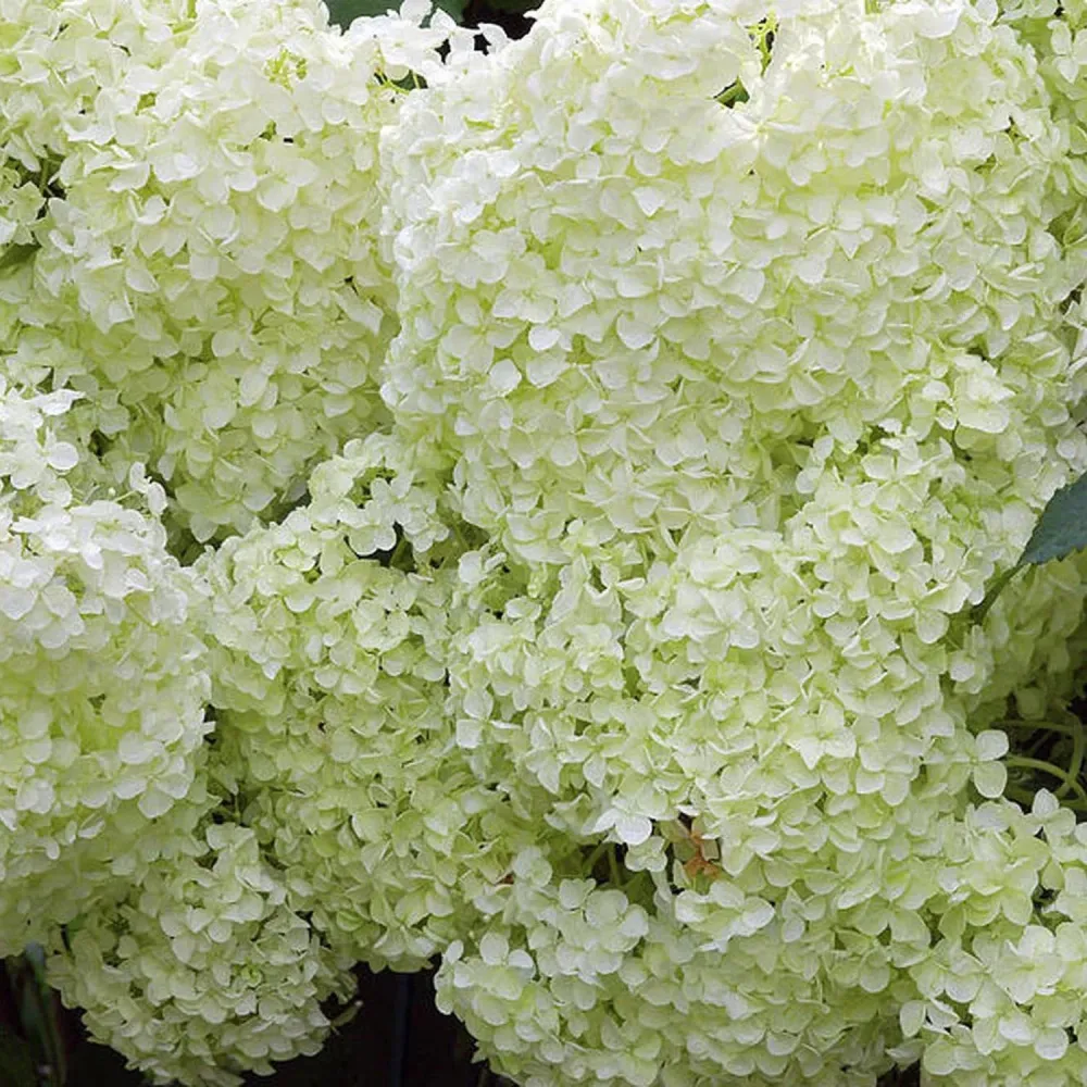 Hortensie arborescens Annabelle – alba – tip copac