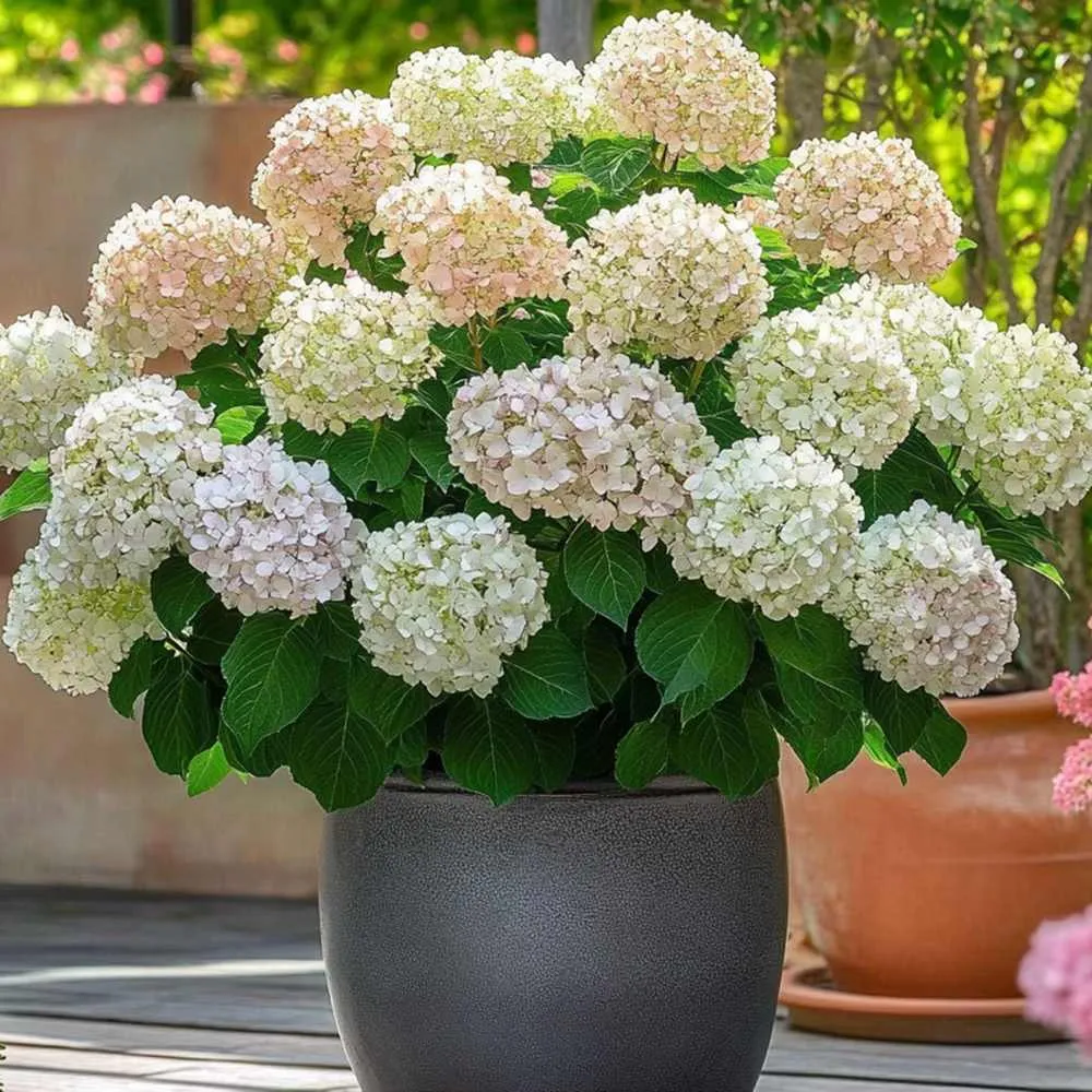 Hortensie arborescens Candybelle Marshmallow – roz