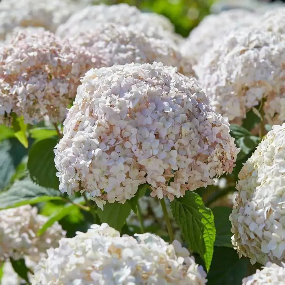 Hortensie arborescens Candybelle Marshmallow – roz