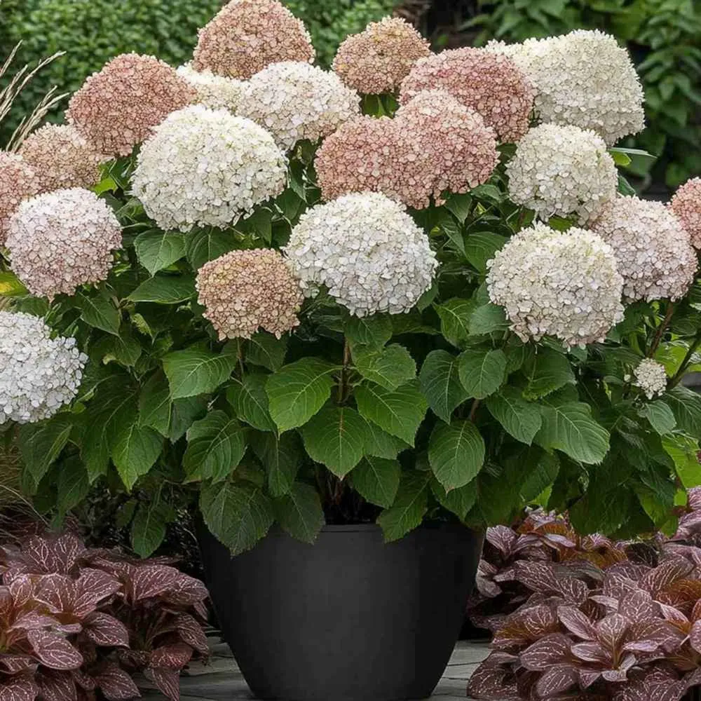 Hortensie arborescens Candybelle Marshmallow – roz