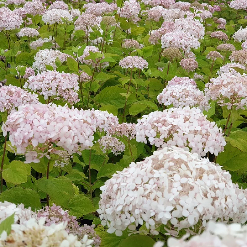 Hortensie arborescens Candybelle Marshmallow – roz