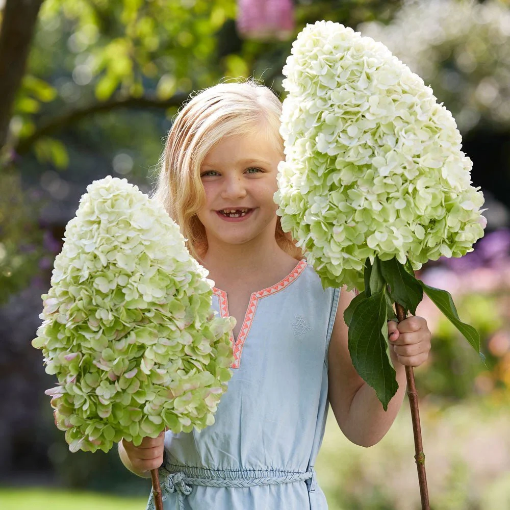Hortensie arborescens Hercules – alba