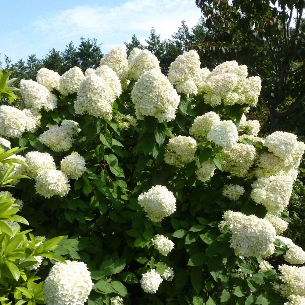 Hortensie arborescens Hercules – alba