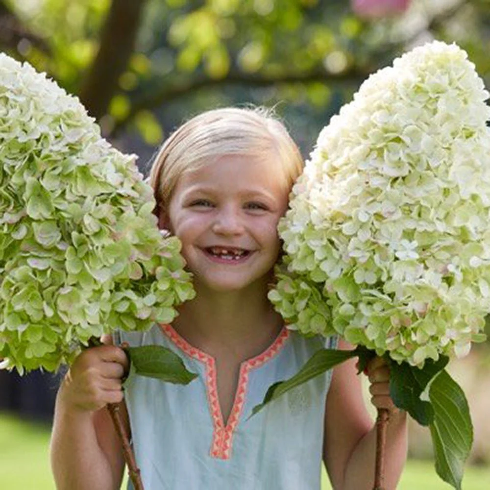 Hortensie arborescens Hercules – alba