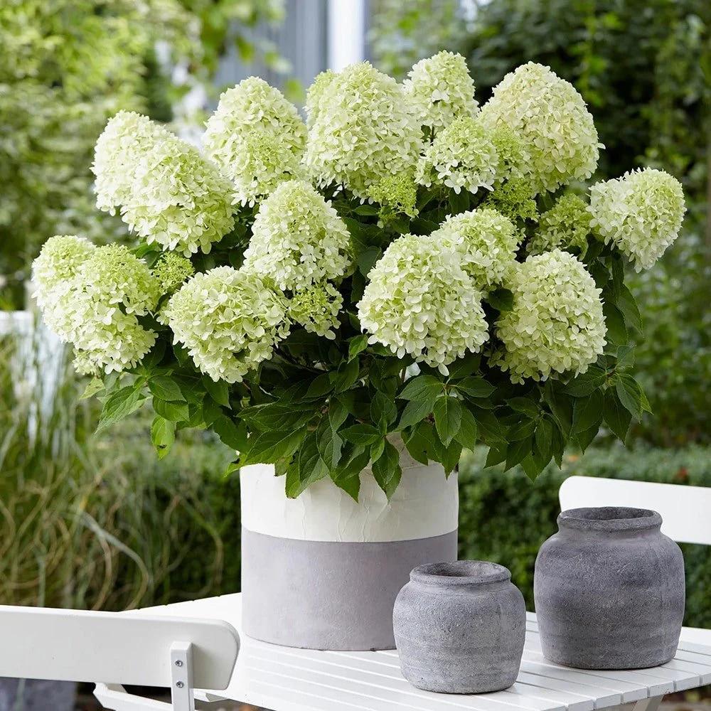 Hortensie arborescens Hercules – alba