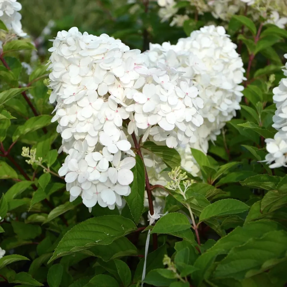 Hortensie arbustiva - Hydrangea paniculata 'Grandiflora'