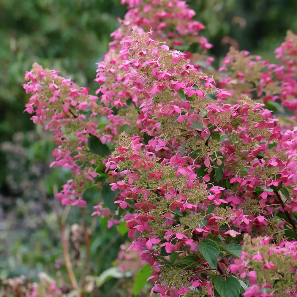 Hortensie arbustiva - Hydrangea paniculata 'Pink Diamond'