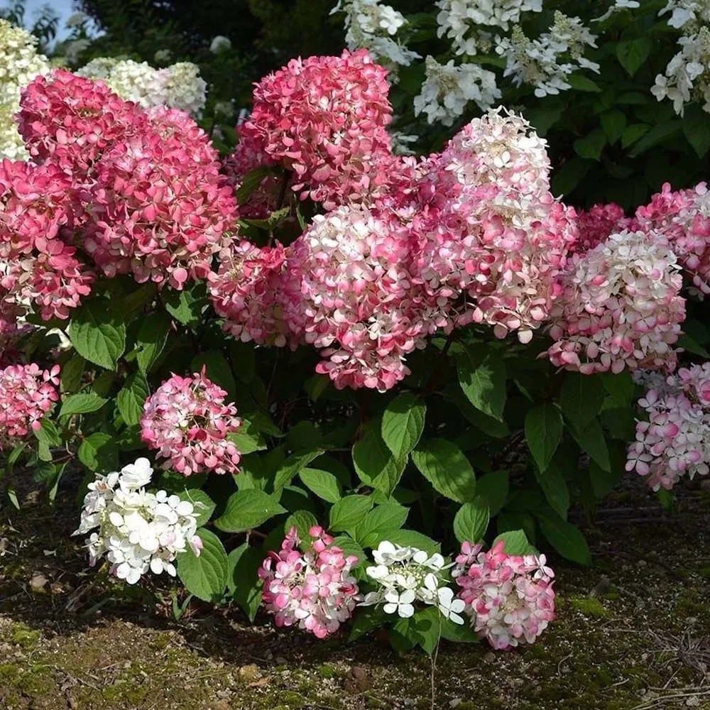 Hortensie arbustiva - Hydrangea paniculata 'Pink Diamond'