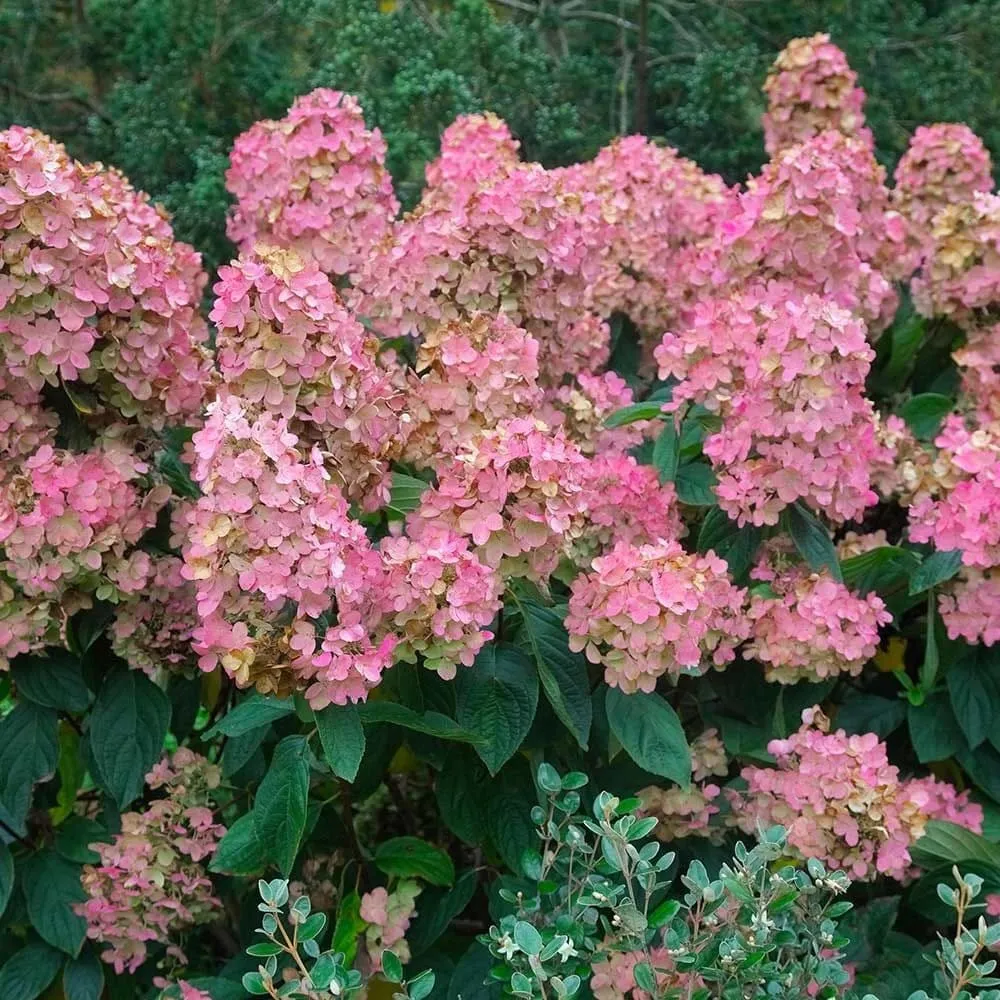 Hortensie arbustiva - Hydrangea paniculata 'Pink Diamond'