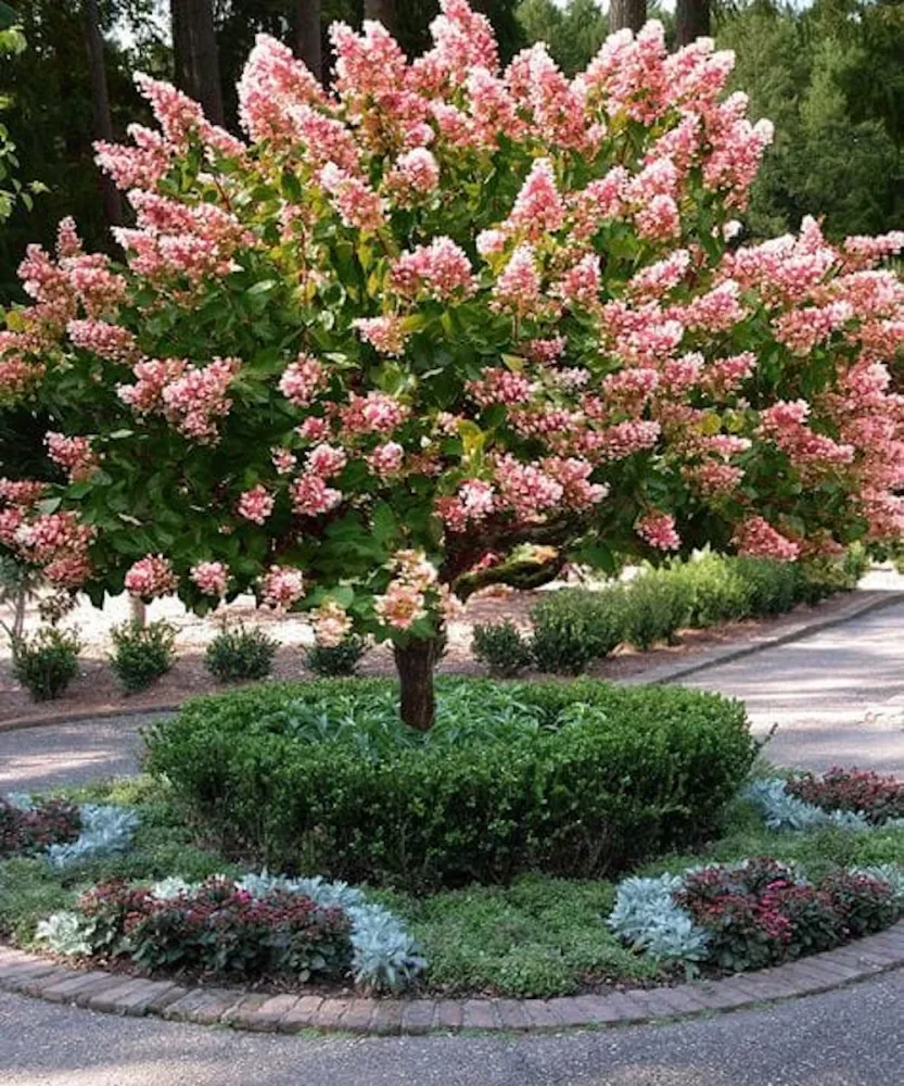 Hortensie arbustiva - Hydrangea paniculata 'Pink Diamond'
