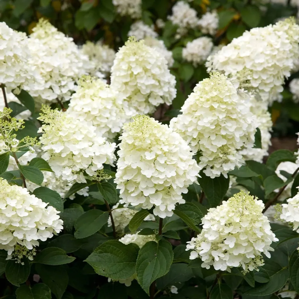 Hortensie arbustiva - Hydrangea paniculata 'Silver Dollar'