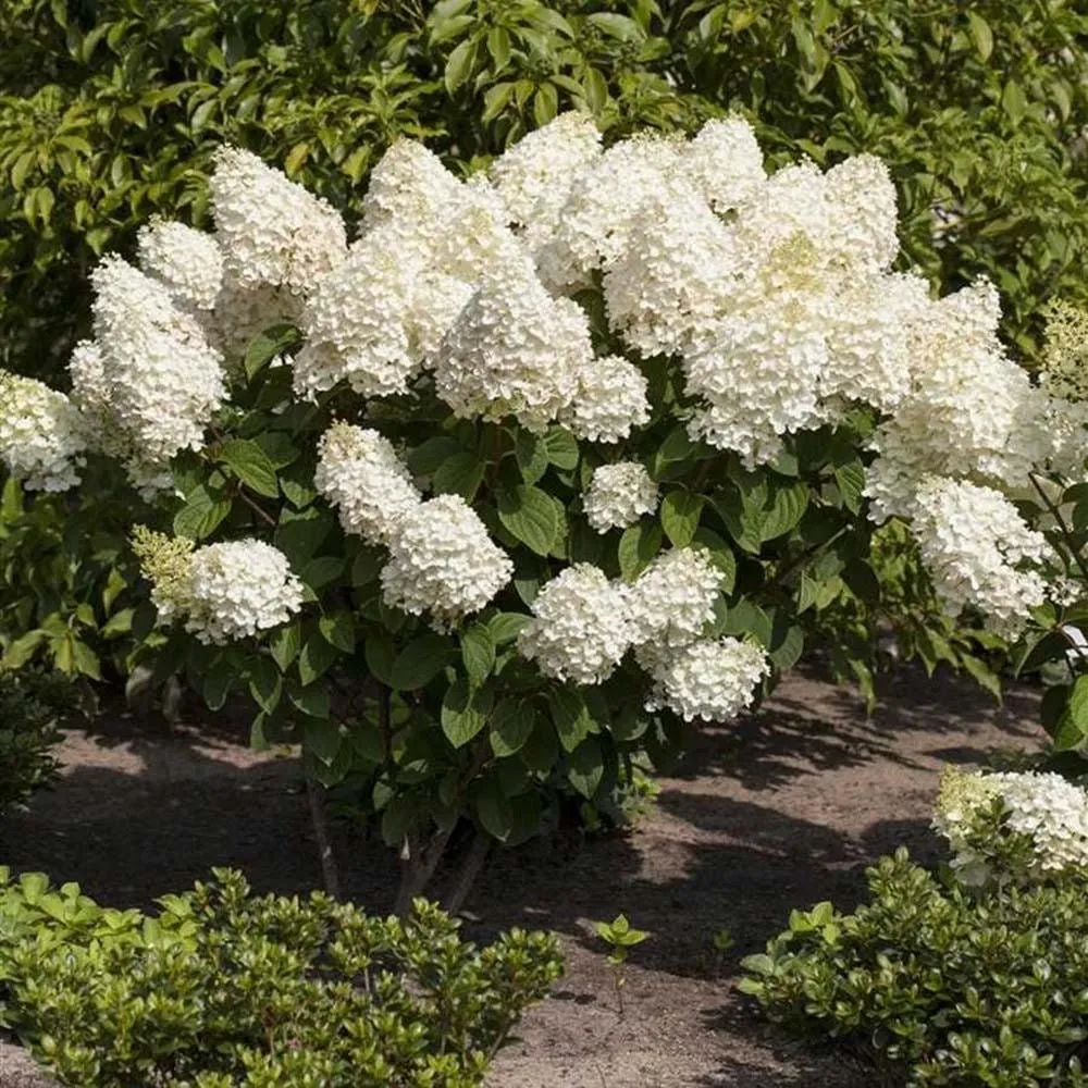Hortensie arbustiva - Hydrangea paniculata 'Silver Dollar'