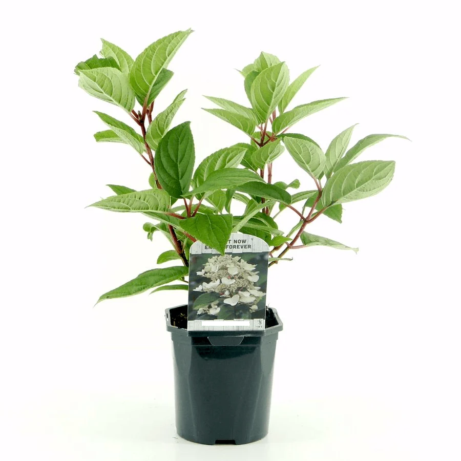 Hortensie arbustiva - Hydrangea paniculata 'Silver Dollar'