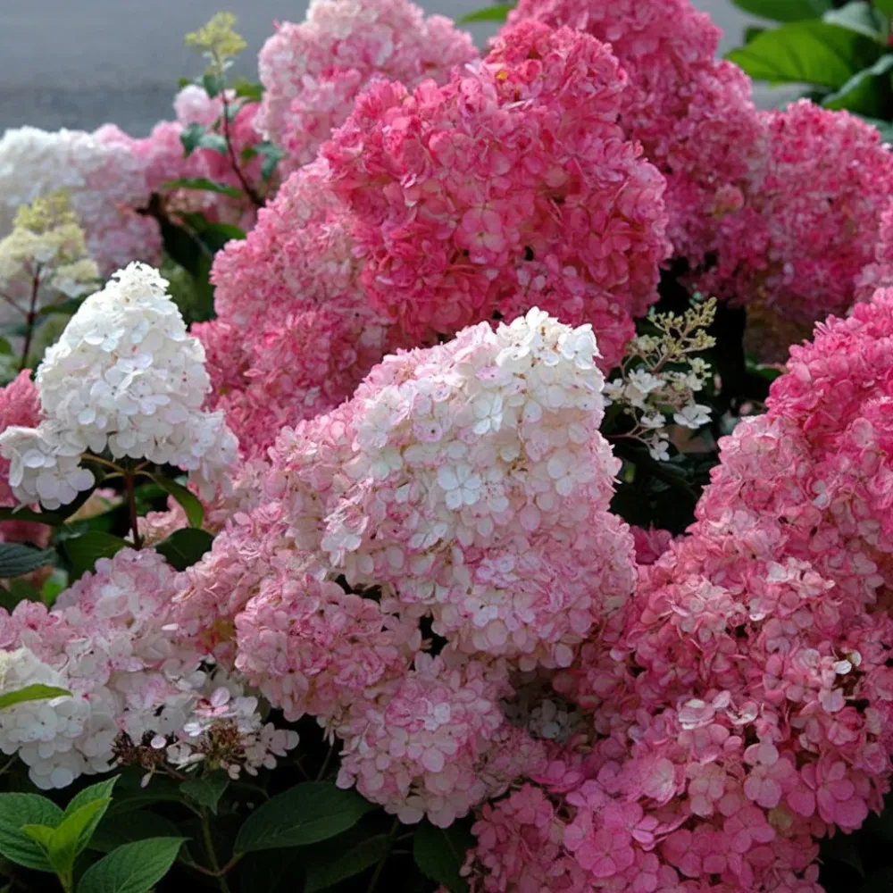 Hortensie arbustiva - Hydrangea paniculata 'Sundae Fraise'® ('Rensun')