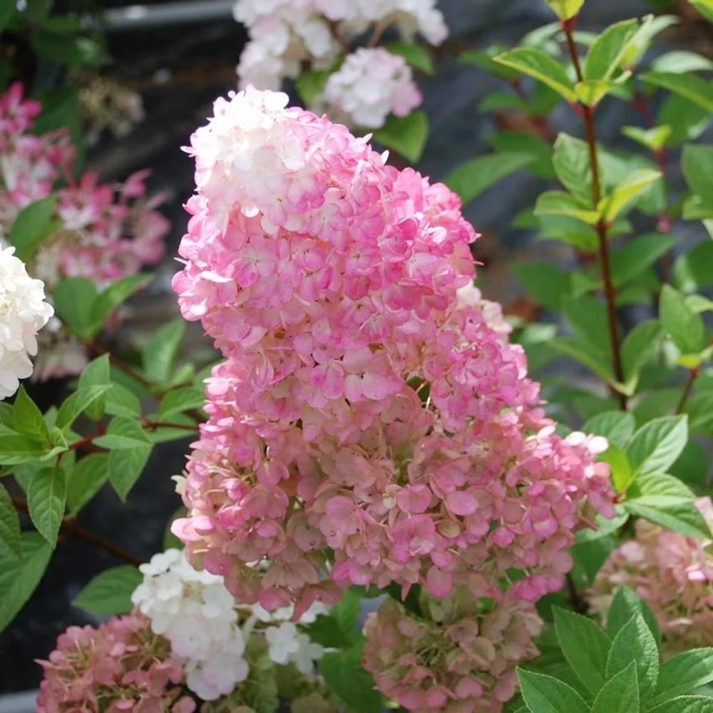 Hortensie arbustiva - Hydrangea paniculata 'Sundae Fraise'® ('Rensun')
