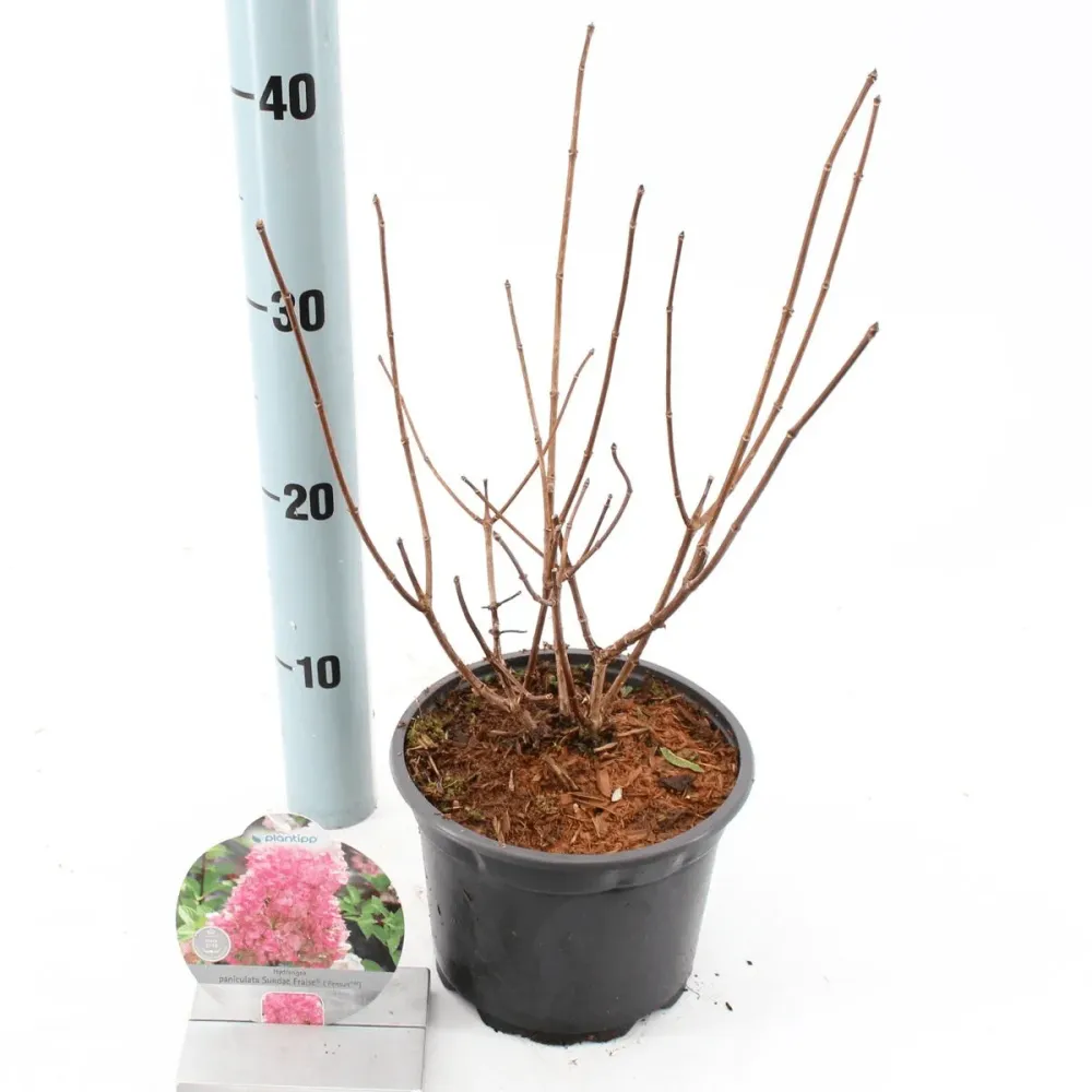 Hortensie arbustiva - Hydrangea paniculata 'Sundae Fraise'® ('Rensun')