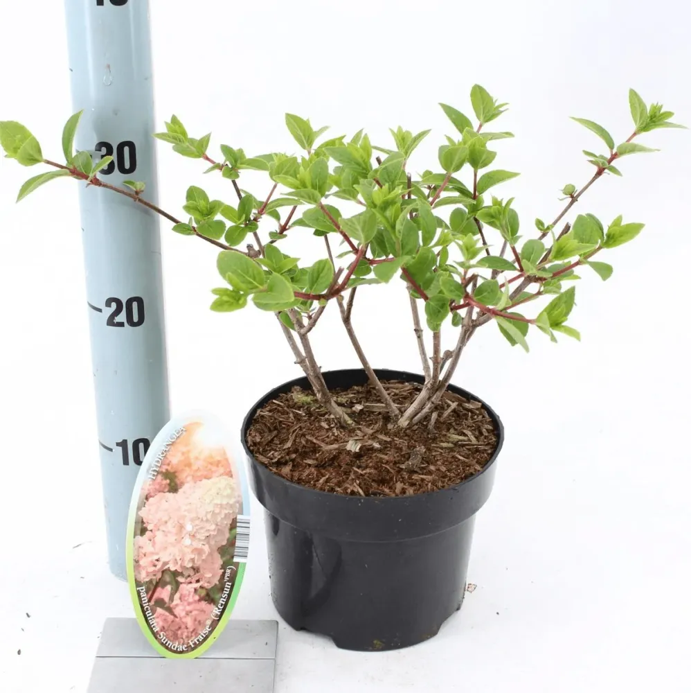 Hortensie arbustiva - Hydrangea paniculata 'Sundae Fraise'® ('Rensun')