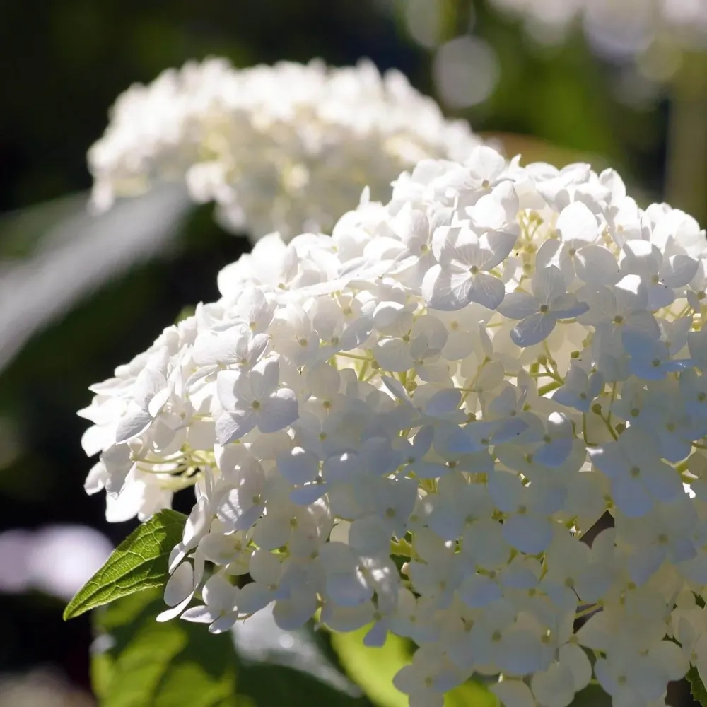 Hortensie arbustiva - Hydrangea paniculata 'Unique'