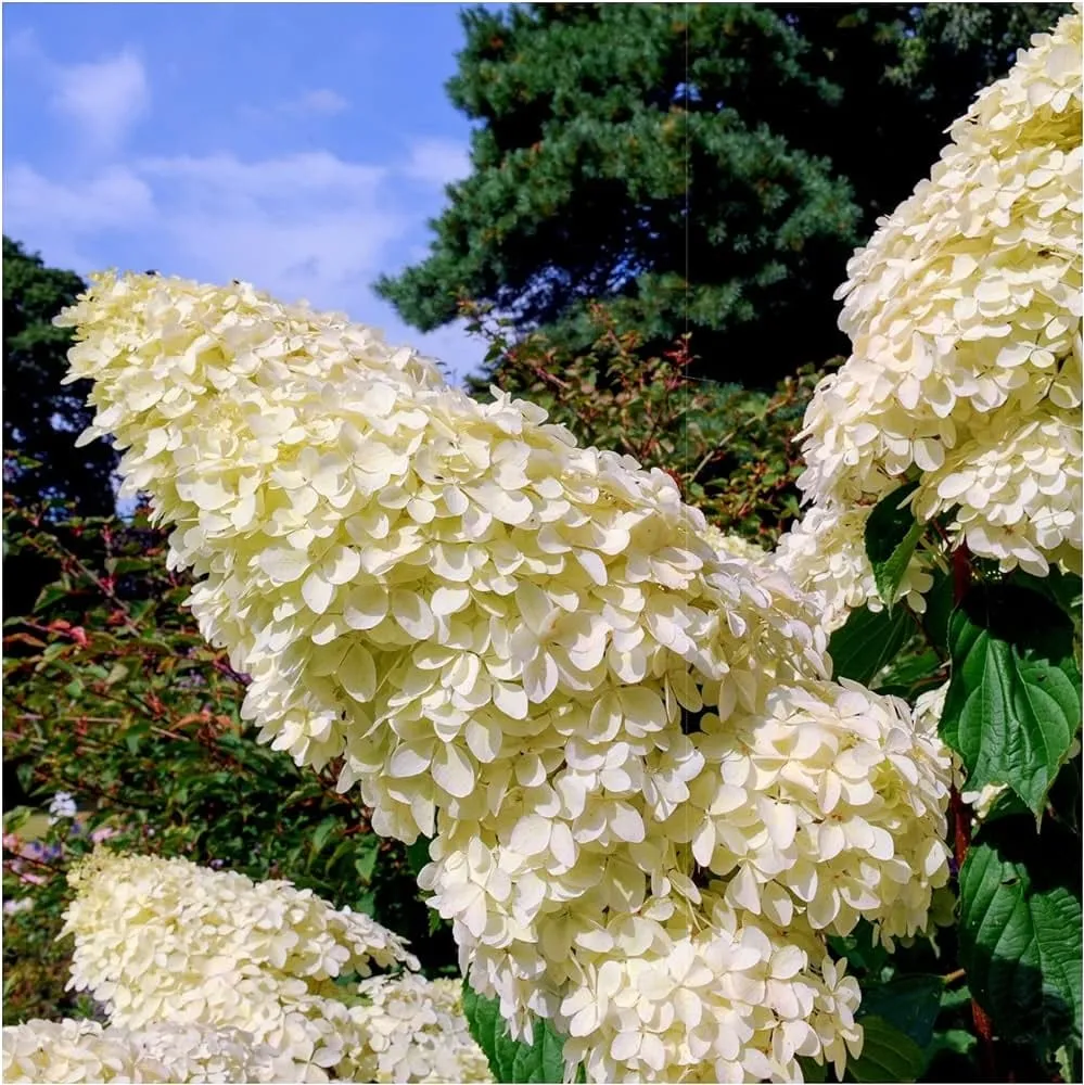 Hortensie arbustiva - Hydrangea paniculata 'Unique'