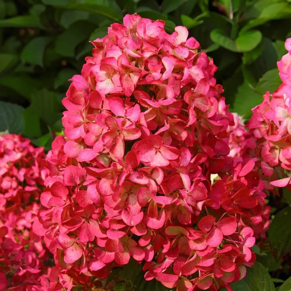 Hortensie arbustiva rosie - Hydrangea paniculata 'Wim's Red'®