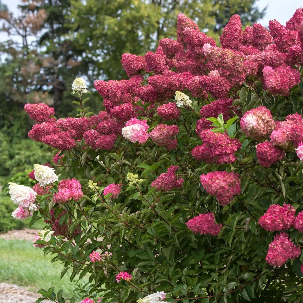Hortensie arbustiva rosie - Hydrangea paniculata 'Wim's Red'®
