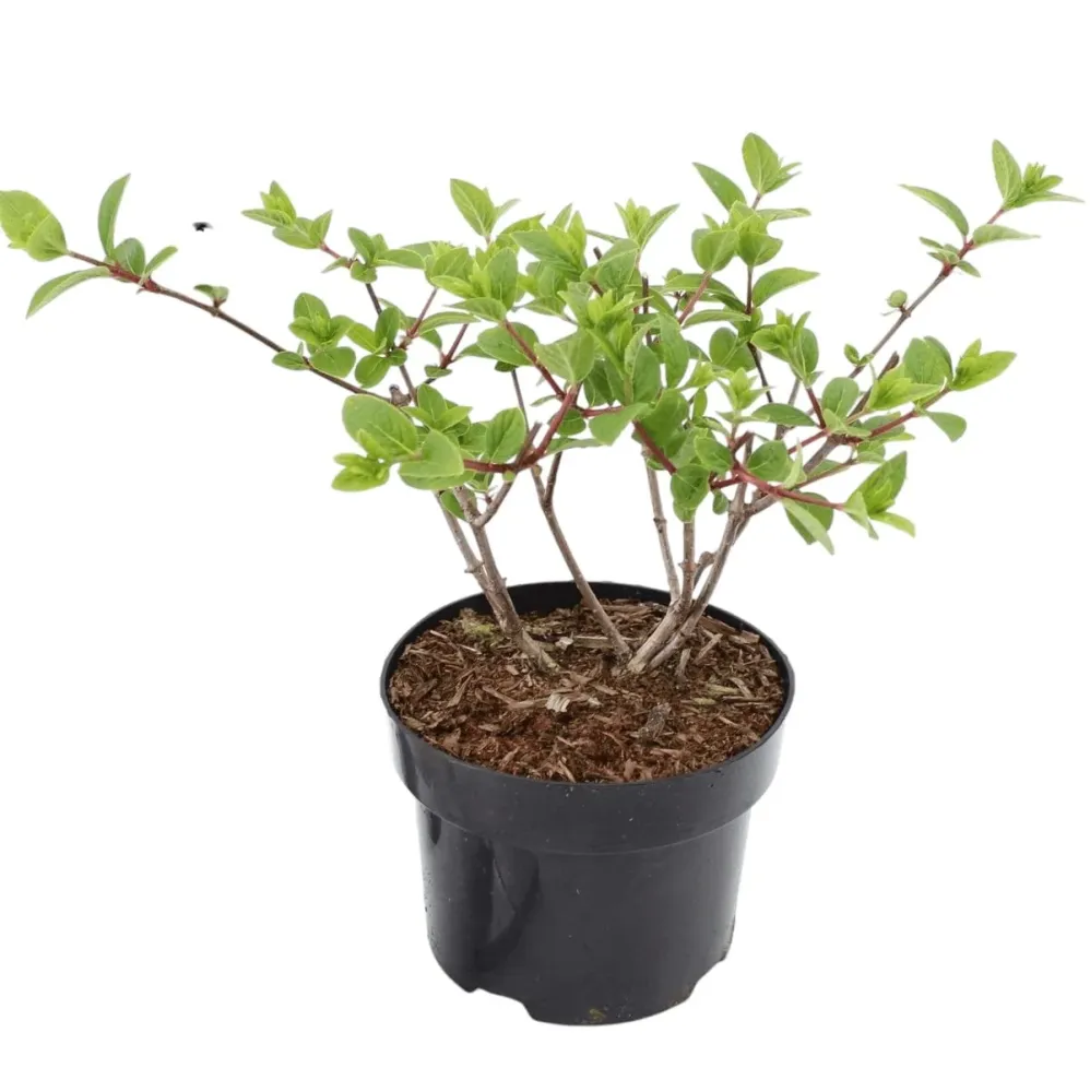 Hortensie arbustiva rosie - Hydrangea paniculata 'Wim's Red'®