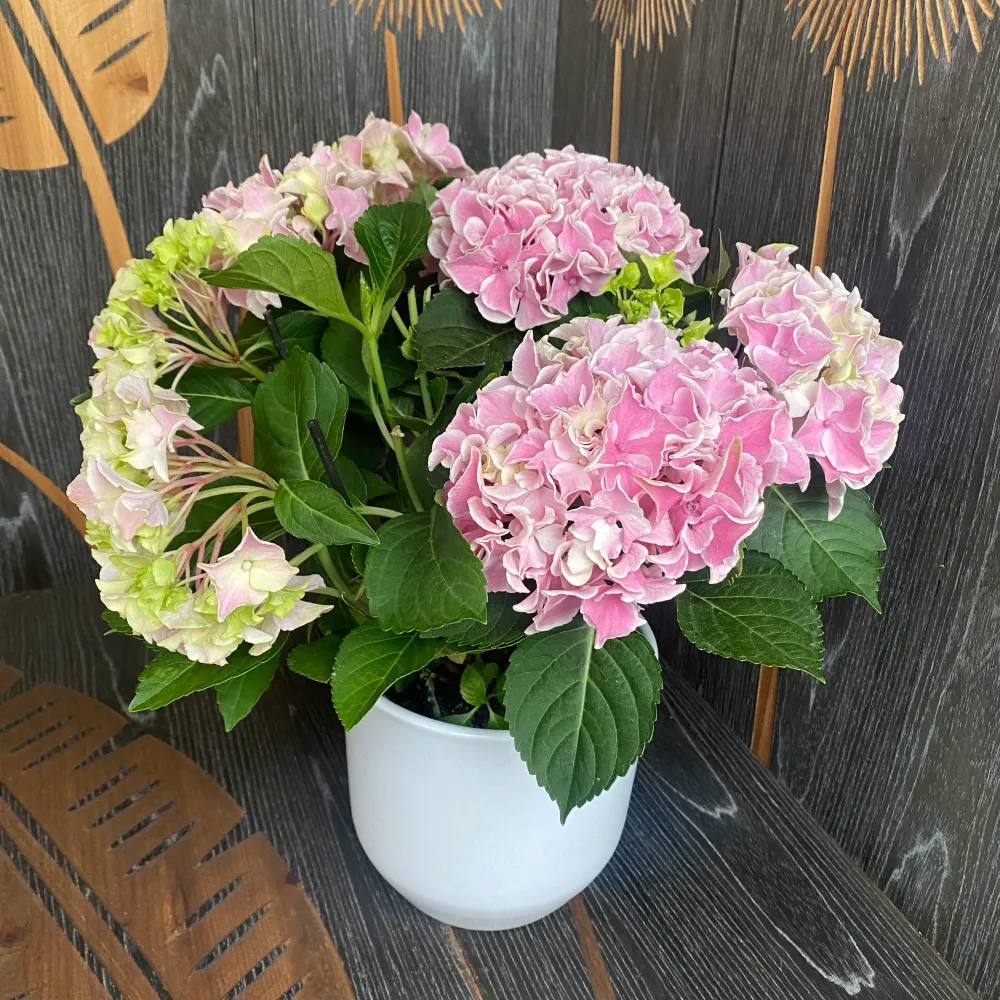 Hortensie Hydrangea double color