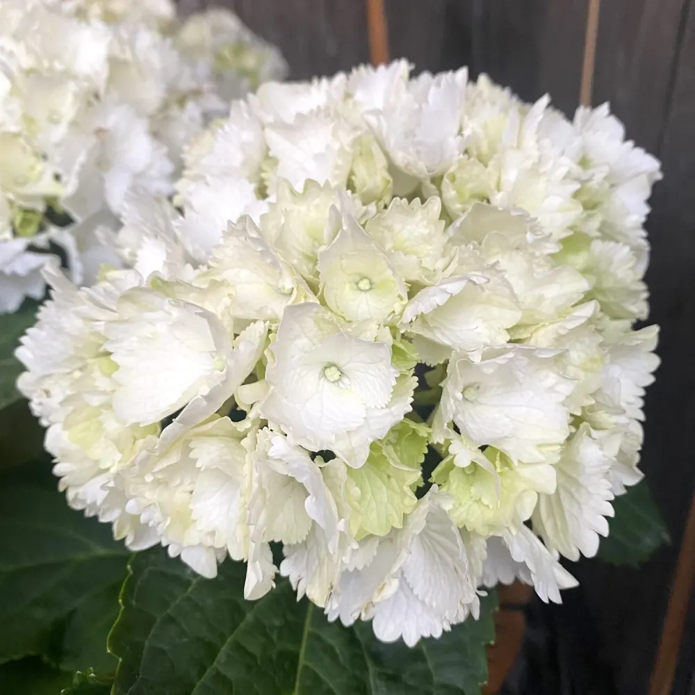 Hortensie Hydrangea macrophylla White