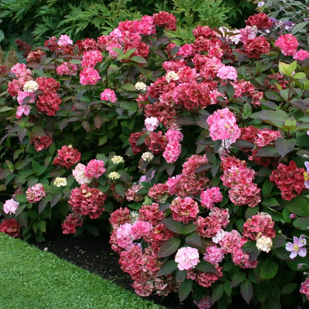 Hortensie japoneza spectaculoasa - Hydrangea serrata 'Preziosa'
