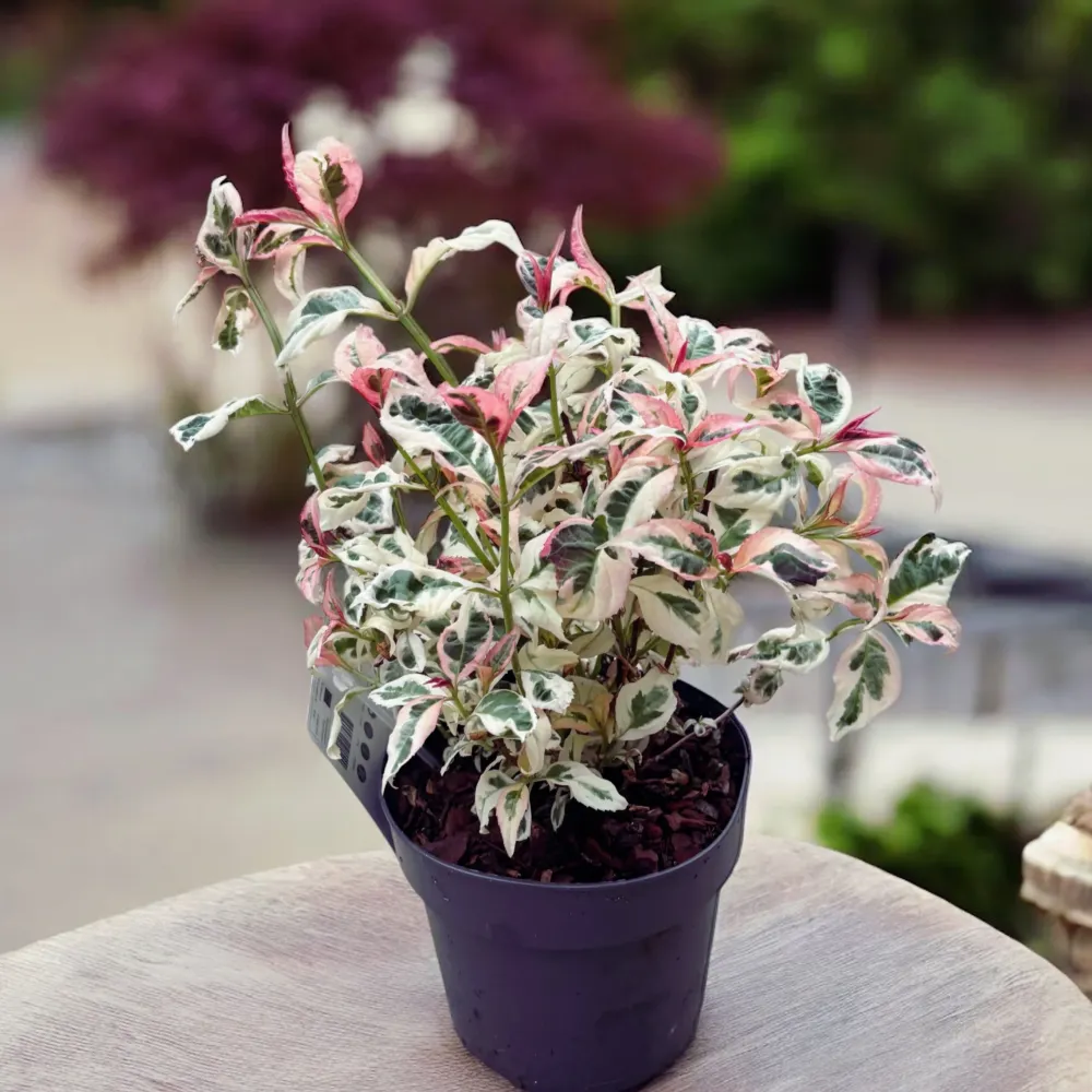 Hortensie japoneza variegata - Hydrangea serrata Euphoria 'Pink'