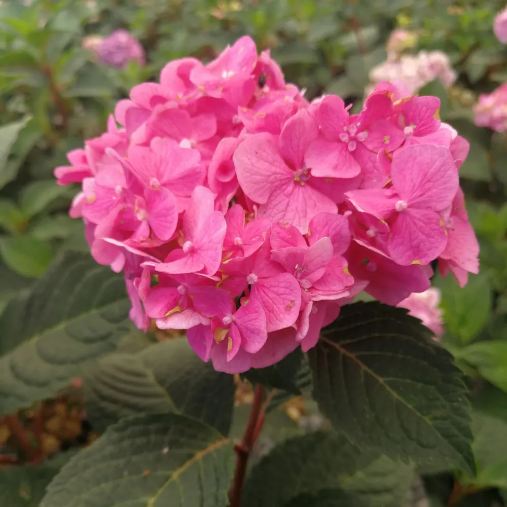 Hortensie macrophylla Bloom Star – roz