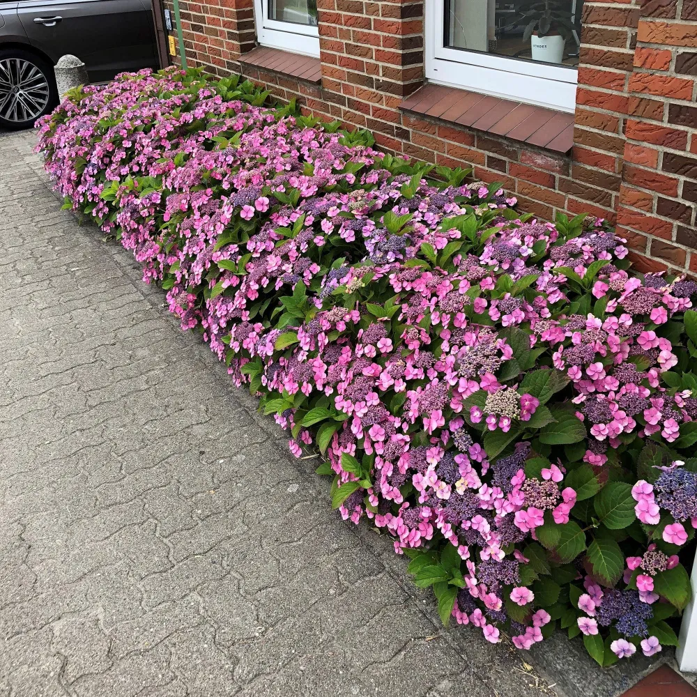 Hortensie macrophylla Cotton Candy – roz