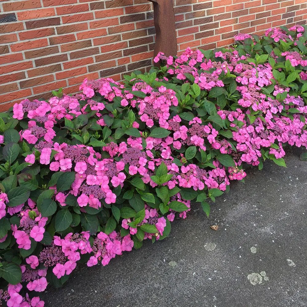 Hortensie macrophylla Cotton Candy – roz