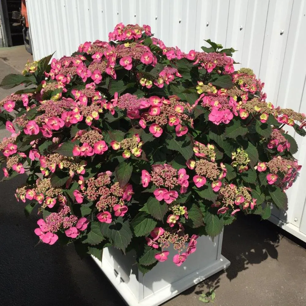 Hortensie macrophylla Cotton Candy – roz